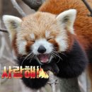 도그 어바웃 이미지