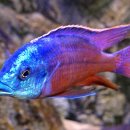 임프레스 이미지