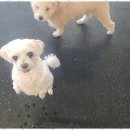 더펫센터