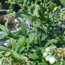 천지농원 이미지