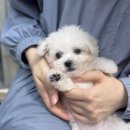 천안 강아지분양 고양이분양 파밀리에드마스코타 신불당본점 | 천안강아지입양 토이푸들 행복해요