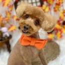 뉴데이 반려견 미용실 이미지