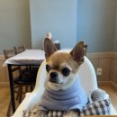 애견명가 이미지