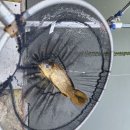 일신낚시터 이미지