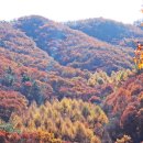 월성영남 | 단풍(거창 월성계곡)