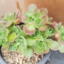 1496. 아도데스 이미지