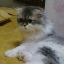 태랑 Daum카페