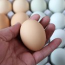 동양평농원 이미지