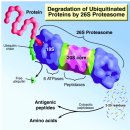 Re:Re:Protein Degradation by the Ubiquitin–Proteasome Pathway in Normal and Disease States 이미지