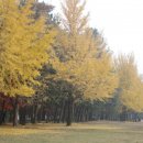 강원도 춘천 남이섬의 환상적인 가을 아름다움 만끽하기 이미지
