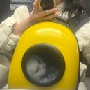 고양이이발관(부천신중동점) 이미지