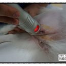 미드미동물의료센터 이미지