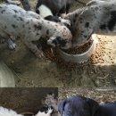 개판살판 이미지