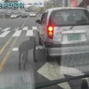 비스토