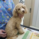 서교동물병원 이미지