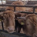 늘찬목장 이미지