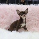 내 품안의 반려견 이미지