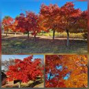 풍산천 | [안동 거볼만한 곳] 망천절벽에 화려하게 펼쳐진 단풍! 풍산 마애솔숲공원 가을 풍경