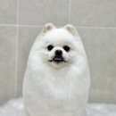 멍냥살롱 천안불당점 네이버블로그