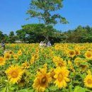 항몽유적지 이미지