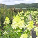 상옥농장2 이미지