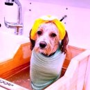 그레이스 그루밍 이미지