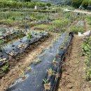 예곡농장 이미지