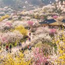 매화마트 이미지