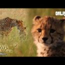 치타(CHEETAH) 이미지
