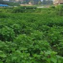 석문농장 이미지