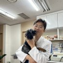 이태원동물병원 창백한 잇몸으로 살펴보는 강아지 빈혈 원인별 증상