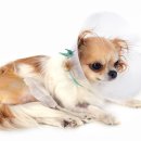 서울하이동물의료센터 이미지