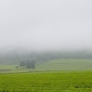 비오는 날의 보성 녹차밭 이미지