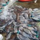 주문진 가자미 새꼬시 이미지