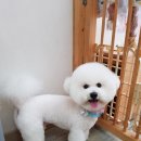 오렌지애견샵