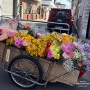 로타리게임장 | 진해군항제 벚꽃축제 여좌천 로망스다리 첫날 현장 분위기 2026