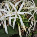 문주란 특징과 재배(학명:Crinum asiaticum L. var. japonicum Bake) 이미지