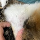 맥동물병원 이미지