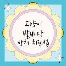 전수의과 동물병원 | 평택동물병원 고양이 발바닥 건강 꿀팁 전수!