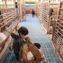 남원흑염소농장 2농장 이미지