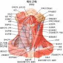 목과 목소리, 그 속을 들여다본다 이미지