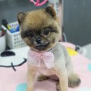 더펫애견샵