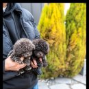 조이퍼피 강아지분양 이미지