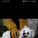 하이몽몽 이미지