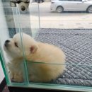 오아이펫 | 중랑 중화동 오아이펫 애견 분양소 - 새끼 강아지들 보고 온 후기