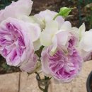 장미하우스 이미지