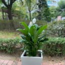 화목화 이미지
