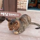 홍천힐링하우스 이미지