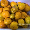 문장중앙식품 | 넘처나는 귤 보관법. -55도 초저온 정진냉동고 보관법.식탁 메타인지 혁명