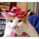 카우만 동물병원 이미지